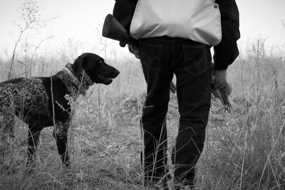 Bird Season:  Hunting with Bud + His Gun Dogs